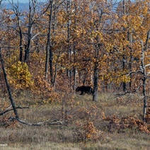Оренбургские Топтыгины завалились спать и пропустили День медведя