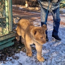 Задержанный на границе в Оренбуржье львенок поселился в зоопарке