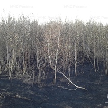 Оренбуржец получил срок за поездку на неисправном тракторе