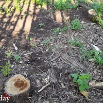 В вырубке огромного количества деревьев в парке им. 50-летия СССР все-таки узрели преступление