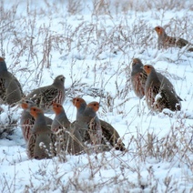 Морозец и ветер в Оренбуржье, а косулям и куропаткам все нипочем