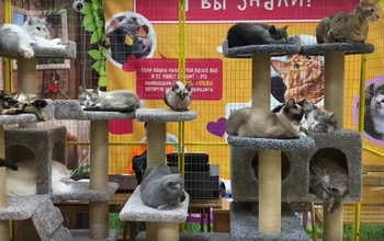 На выставку котов, приехавшую в Оренбург, снова обратили внимание в Россельхознадзоре