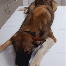 В Оренбурге средь белого дня мужчина начал палить из оружия по беззащитным собакам (18+)