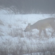 Как обитатели оренбургских заповедных степей пережили новогодние каникулы