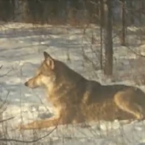Оренбуржцы, вам холодно, а волки радуются снегу
