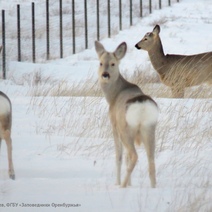 Косули в Оренбуржье стали, как домашние овечки