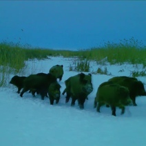 Летом кабаны охлаждаются в светлинском джакузи, а зимой скачут по снегу, аки горные лани