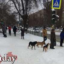 В Орске на беспомощную старушку напали собаки