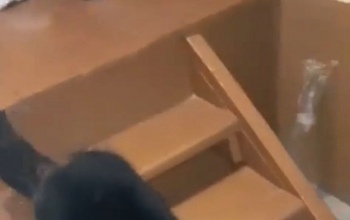 По улицам Оренбурга разгуливал енот