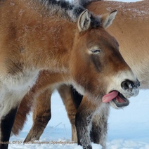Пока в Оренбурге борются за качество питания в детсадах, в Бузулуке за радость поесть ячмень
