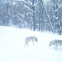 В Оренбургской области все чаще видят волков