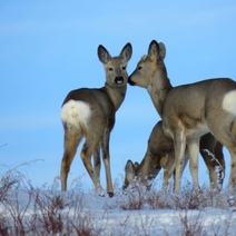 Свадьбы и рожки: как весна приходит в оренбургские степи
