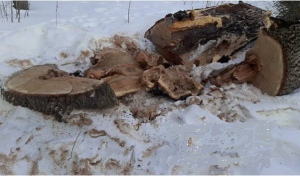 Работник фермы, спиливший в «Бузулукском бору» два дуба, выслушал приговор