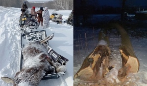 За трёх лосей – 80 000 рублей, а за два дуба – год условно и 2 млн рублей ущерба