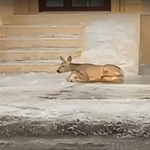 В Соль-Илецке из-за гололеда пришлось спасать косулю