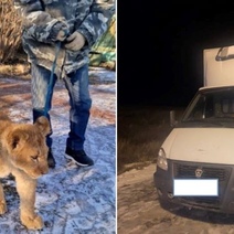 Как идет расследование дела львенка из Газели, задержанной на госгранице