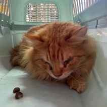 Пока пожилая оренбурженка в больнице, родственники старушки облили ее кошек и вышвырнули с балкона