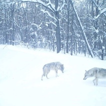 Оренбуржцев просят сообщать о встречах с волками
