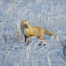 Оренбуржцы сообщают в экстренные службы о встрече с дикими животными
