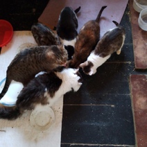 В Оренбурге кошки, оставшиеся без хозяйки, обретают новый дом
