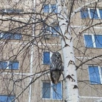 На улицы Оренбурга сов загнал снежный наст