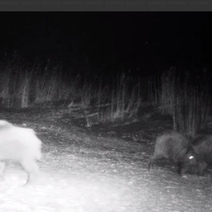 В Светлинском заказнике группа неизвестных устроила запрещенные бои