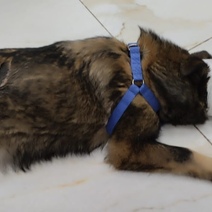 В Оренбурге собаке отрубили нос и хвост и бросили умирать (18+)