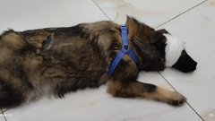 В Оренбурге собаке отрубили нос и хвост и бросили умирать (18+)