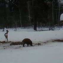 В Бузулукском бору косули столуются вместе с кабанами