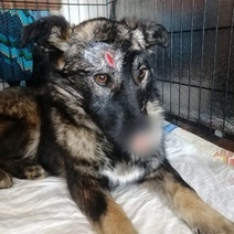 Собака, которой отрубили в Оренбурге нос и хвост, не перенесла операцию