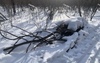 В самом дорогом по благоустройству оренбургском парке так и лежит сухостой