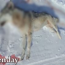 Переволоцкие охотники подстрелили волка, напугавшего весь район (18+)