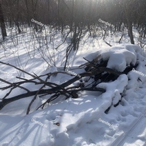 В самом дорогом по благоустройству оренбургском парке так и лежит сухостой