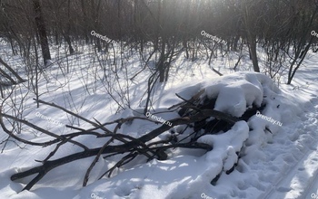 В самом дорогом по благоустройству оренбургском парке так и лежит сухостой