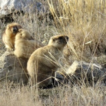 В оренбургских степях проснулись сурки