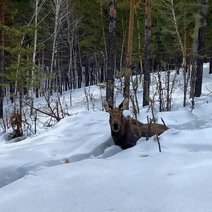 Сохатые в Бузулукском бору устали от снега