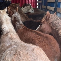 На оренбургской границе задержали табун лошадей