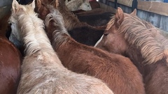 На оренбургской границе задержали табун лошадей