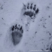 Проснулись и потянулись: в Кувандыкском районе из берлог вышли медведи