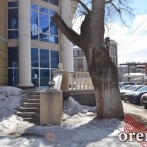 Не поторопилась ли мэрия, решив, что Пушкинский дуб не представляет исторической ценности