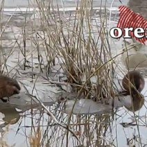 Оренбуржцы любуются, как на льду резвятся ондатры