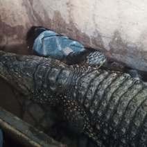 В Орске таможенники поймали крокодила