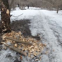 В Бузулукском бору на благоустройство новой экотропы вышли бобры