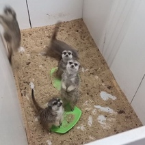 В Оренбурге мини-зоопарк работал без лицензии