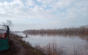 Уровень воды в Урале в Илекском районе достиг опасной отметки