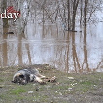 Как поведет себя паводок в Оренбуржье в ближайшее время