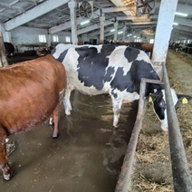 В Саракташе из-за паводка вынужден был остановить работу молокозавод