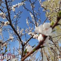 В Оренбурге раньше времени зацвели плодовые деревья