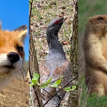 В Бузулукском бору на работу вышли мохнатые и пернатые инспекторы