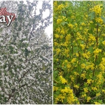 Оренбуржье благоухает, а в степях резвятся сурки